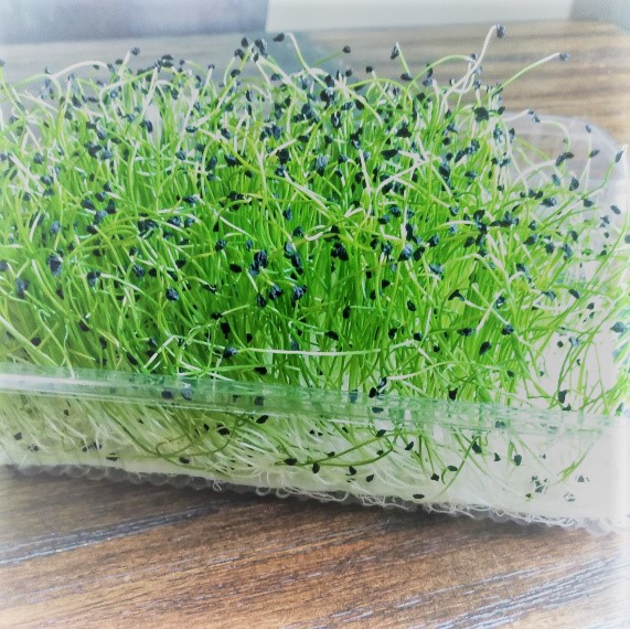 Stuck Indoors? Grow Some&nbsp;Microgreens.